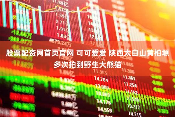 股票配资网首页官网 可可爱爱 陕西太白山黄柏塬多次拍到野生大熊猫